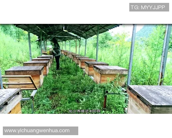 重庆篮球队总决赛之路：从艰辛历程到辉煌成就的奋斗故事